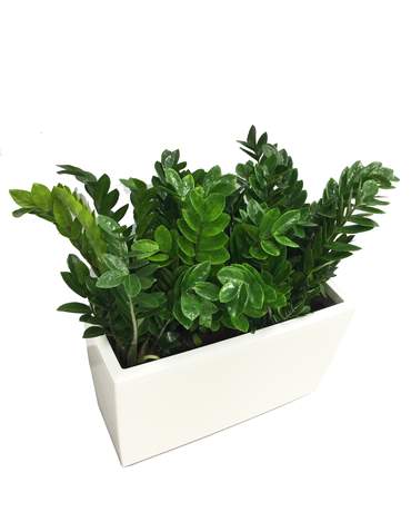 Zamioculcas plant Lechuza CARARO 金錢樹 Lechuza CARARO