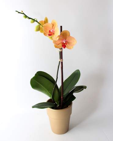 Solo Phalaenopsis Orchid Plant 簡潔蝴蝶蘭
