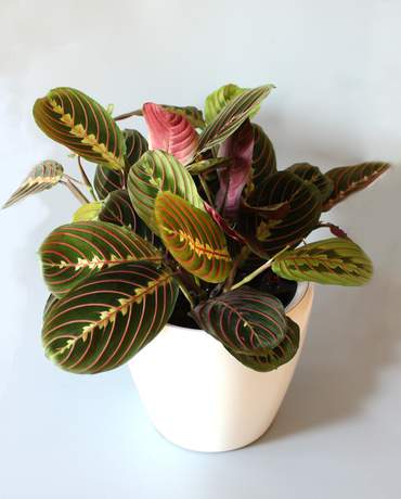 Maranta CLASSICO / QUADRO 21 Maranta CLASSICO / QUADRO 21