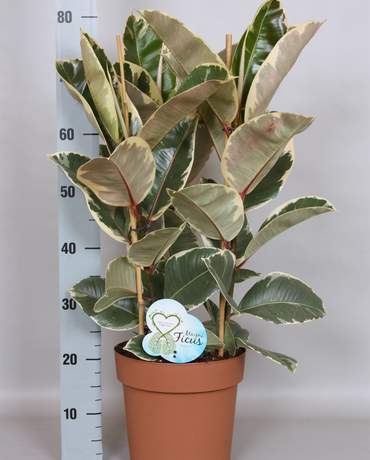 Ficus Elastica Tineke Ficus Elastica Tineke 荷蘭班葉橡樹