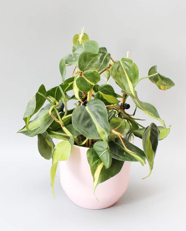 HeartLeaf Philodendron Brasil