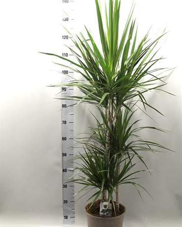 Dracaena Marginata Green Dracaena Marginata Green