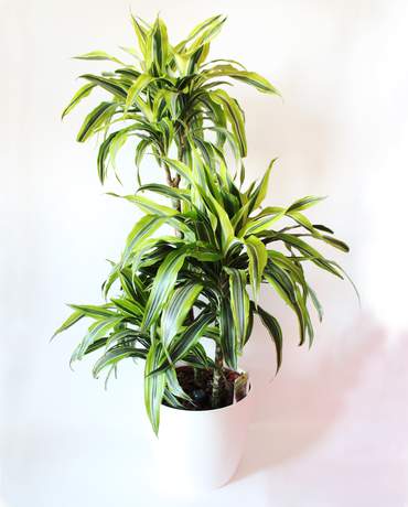 Dracaena Lemon Lime 荷蘭班葉鐵樹柱