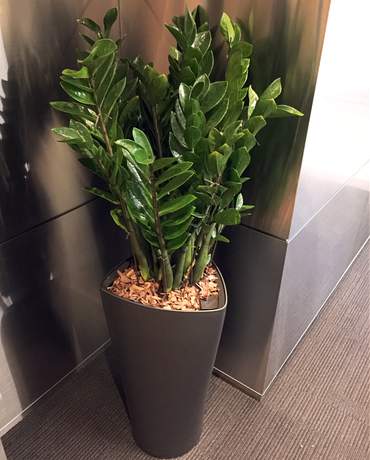 Zamioculcas plant CUBICO / DELTA 40 金錢樹 CUBICO / DELTA 40  Lechuza
