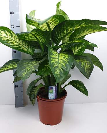 Dieffenbachia Snow Tropic / Seg Maroba Dieffenbachia Snow Tropic / Seg Maroba 花葉萬年青 ／黛粉葉