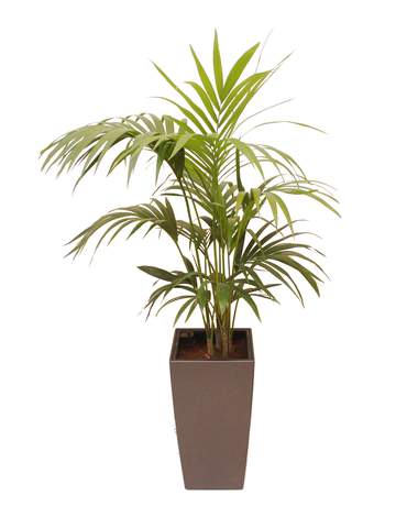 Kentia Palm CUBICO / DELTA 30 Kentia Palm 豪華棕櫚 CUBICO / DELTA 30