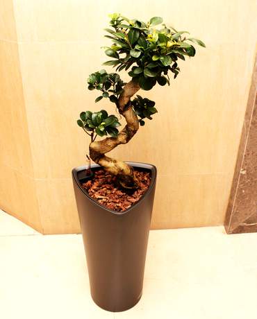 Ficus Microcarpa Ginseng 荷蘭人參榕盆景