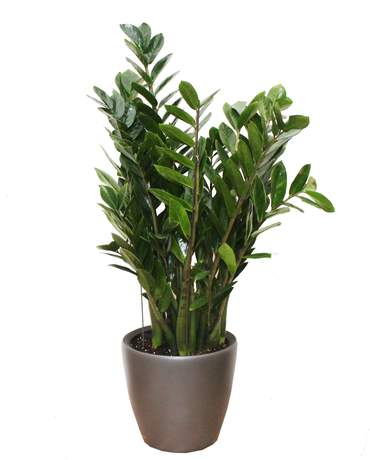 Zamioculcas plant CLASSICO / QUADRO 28 金錢樹 CLASSICO / QUADRO 28
