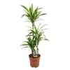 



                                                        Dracaena Lemon Lime