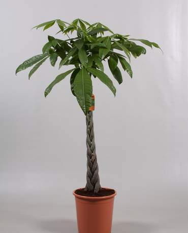 Pachira Aquatica (tall) 荷蘭發財樹 (高身)