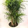 



                                                        Dracaena Reflexa Anita 細葉百合竹