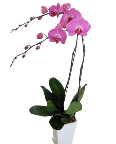Pink Phalaenopsis Orchid Plant 粉紅色蝴蝶蘭盆栽
