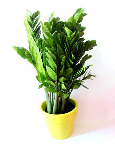 ZZ plant with PURE 30 金錢樹  PURE 30