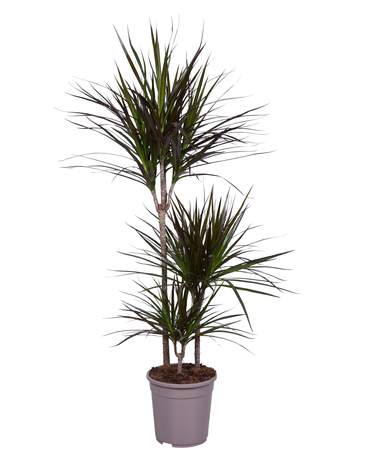 Dracaena Magenta (Red) Dracaena Magenta (Red)