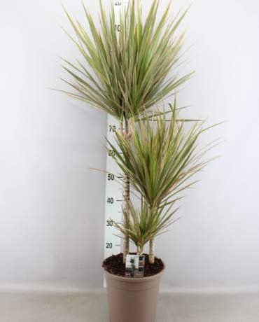 Dracaena Marginata bicolor Dracaena Marginata bicolor 雙色馬尾鐵