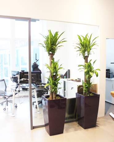 Dracaena cane CUBICO / DELTA 40 巴西鐵樹 CUBICO / DELTA 40