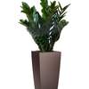 



                                                        Zamioculcas plant CUBICO 30