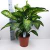 



                                                        Dieffenbachia Snow Tropic / Seg Maroba  花叶万年青 ／黛粉叶