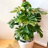 



                                                        Monstera Deliciosa 龜背竹 樹柱