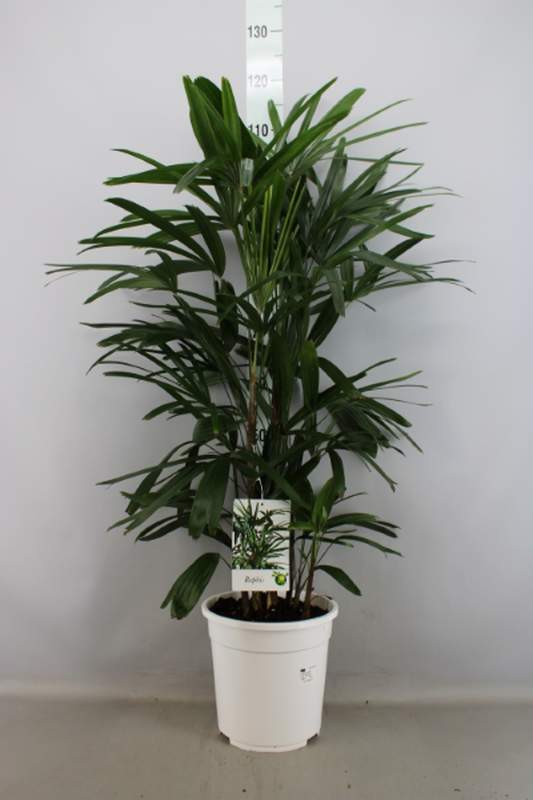 Rhapis Excelsa 荷蘭棕竹