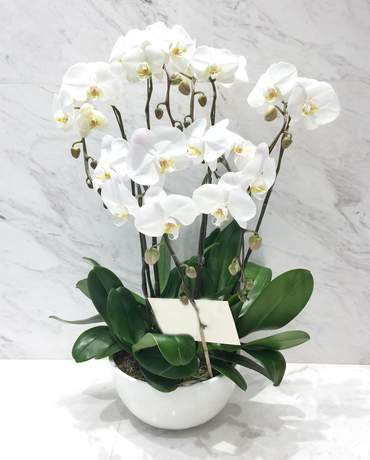 Purity Orchid garden 清新簡約