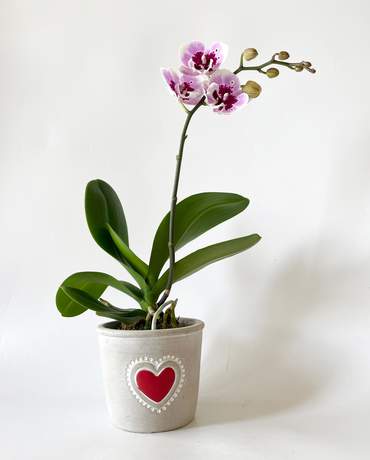 Mini Phalaenopsis Orchid Plant 迷你蝴蝶蘭