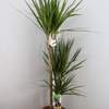 



                                                        Dracaena Marginata Green