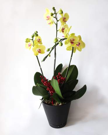 Yellow Phalaenopsis Orchid Plant
