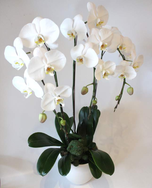 



                                    3 White Phalaenopsis