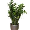 



                                                        Zamioculcas plant CLASSICO / QUADRO 28