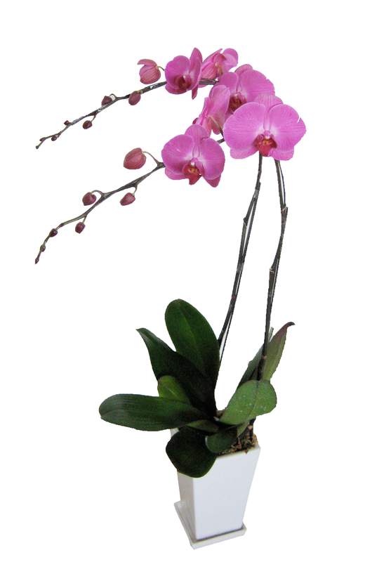 粉红色蝴蝶兰盆栽