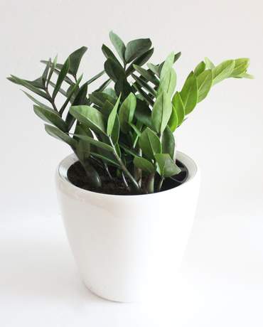 Zamioculcas plant CLASSICO / QUADRO 21 小金錢樹 CLASSICO / QUADRO 21