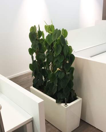 Philodendron / Devil Ivy CARARO 杏樹／黃金葛  Lechuza Cararo 長方形花盆