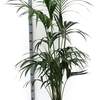 



                                                        Kentia Palm 豪華棕櫚 （高身）