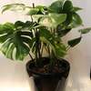 



                                                        Monstera 龜背竹 CLASSICO 35