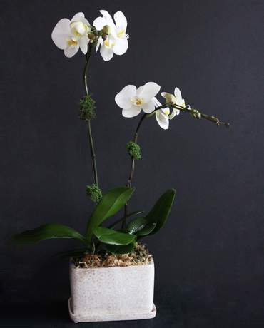 Double White Phalaenopsis Orchid Plant 白色蝴蝶蘭兩支盆栽