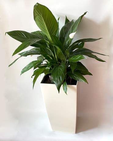 Peace lilies CUBICO / DELTA 30 Lechuza 白掌花 CUBICO / DELTA 30 Lechuza