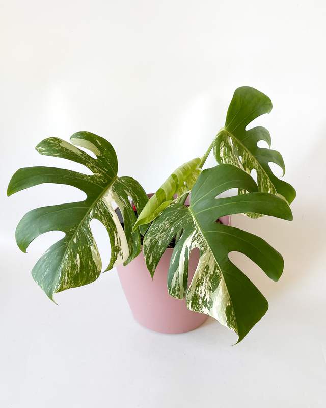 



                                    Variegated Monstera Albo 5