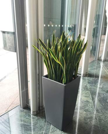 Tall Snake Plant in CUBICO / DELTA 40 高身虎尾蘭 CUBICO / DELTA 40