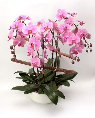 Growing Wishes 如意