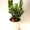 



                                                        Zamioculcas plant CLASSICO / QUADRO 21
