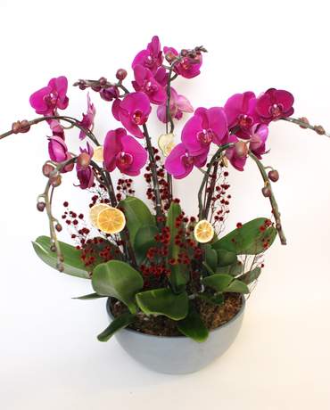 Grandeur Orchids Purple Magenta 大紅大紫