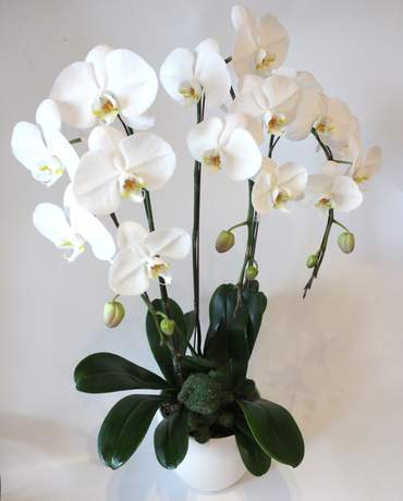3 White Phalaenopsis 亭亭玉立