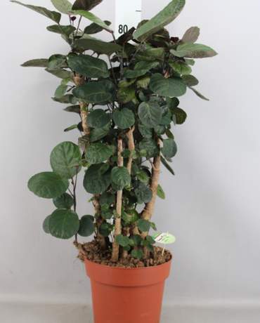 Polyscias fabian Polyscias fabian  圓葉福祿桐