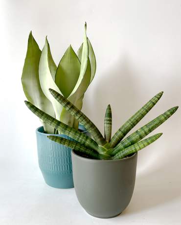 Moonshine and Starfish Snake plant 虎尾蘭組合 -  月光及佛手