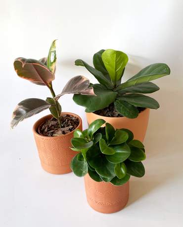 Orange Planter collection Orange Planter collection