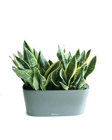 Snake Plant in DELTA 20 虎尾蘭 DELTA 20 花盆