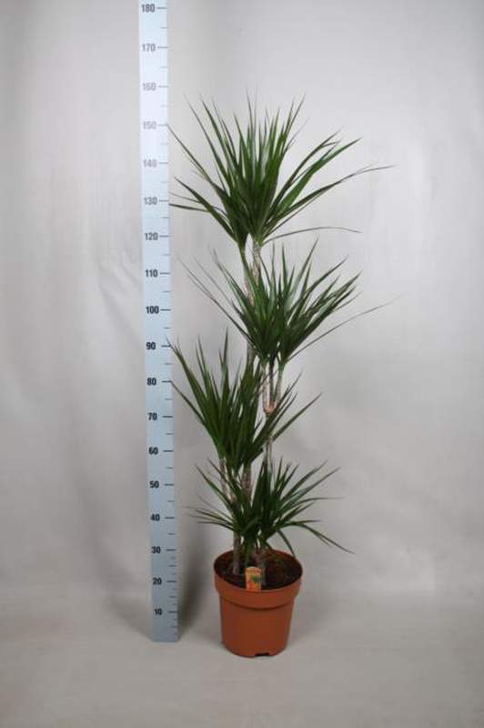 



                                    Dracaena Marginata (Tall)