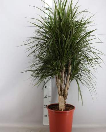 Dracaena Tree head Dracaena Tree 紅葉鐵樹頭