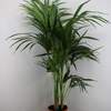 



                                                        Kentia Palm (Howea Forsteriana)